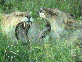 deux-lions