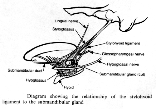 stylohyoid