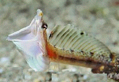 blennioid fish