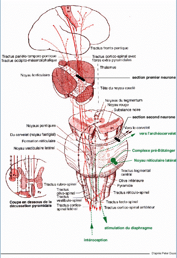 parakinesie brachiale oscitante