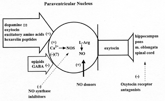 paraventricular nucleus