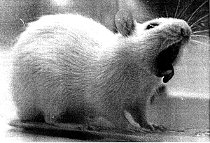 rat-yawn