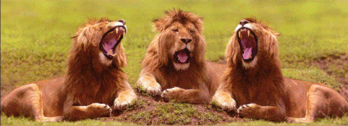 trois lions