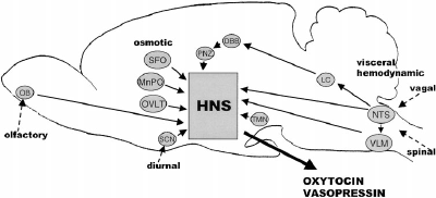 neurophypophyse