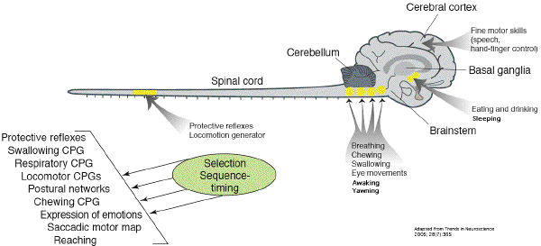 Ascending Arousal System