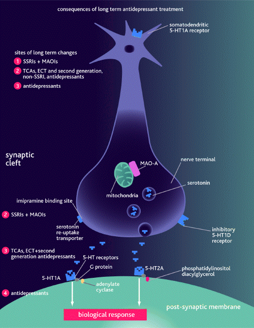 what does buspar do to dopamine