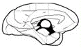 primate-brain