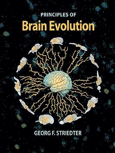 brain evolution striedter