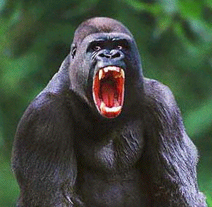 gorilla-montain