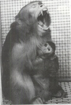 macaque-yawn