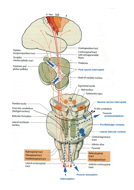 parakinesia brachialis oscitans