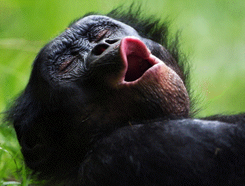 bonobo_yawning