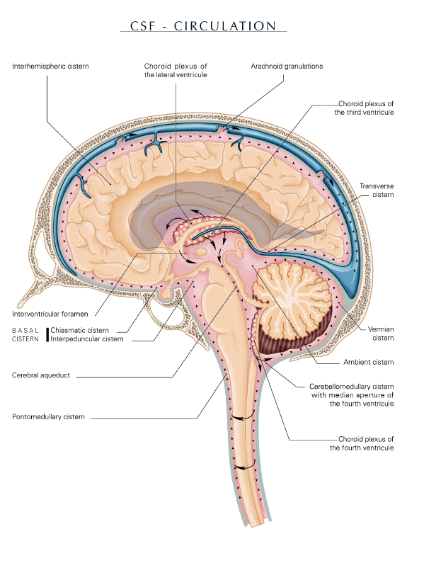 cerebro spinal fluid pathway