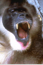 yawning.info