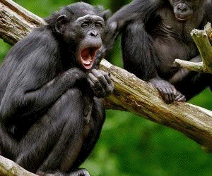 bonobo yawning
