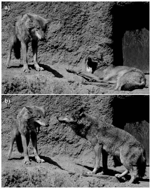 yawning wolfe
