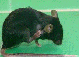 mice scratch