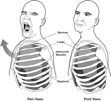 yawning chest