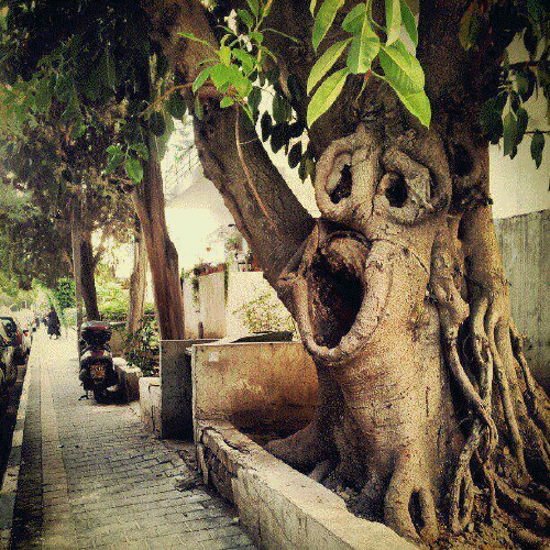 yawning tree