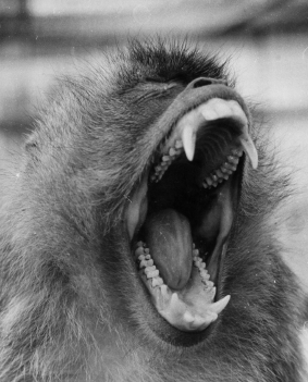 macaque-bail
