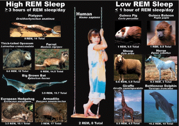 rem-sleep