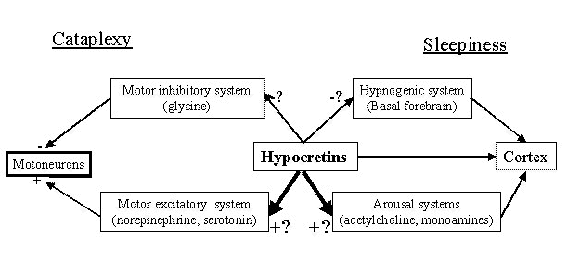 hypocretine